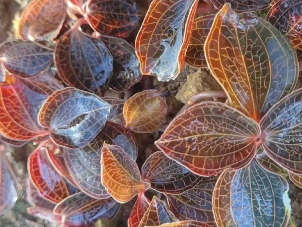مواد گیاهی ممتاز به رسمیت شناخته می شود