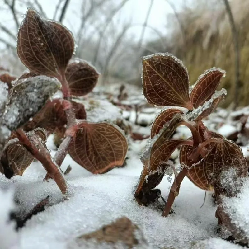Anoectochilus Roxburghii خشک شده با کیفیت ارگانیک